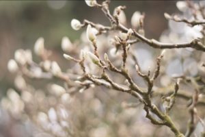 Trees Budding